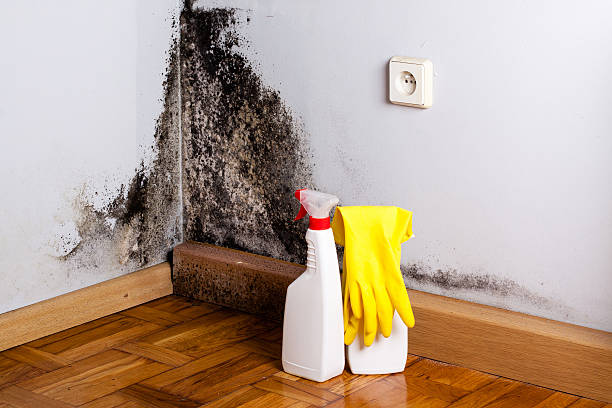 Best Emergency Mold Remediation  in Mitchell, IN